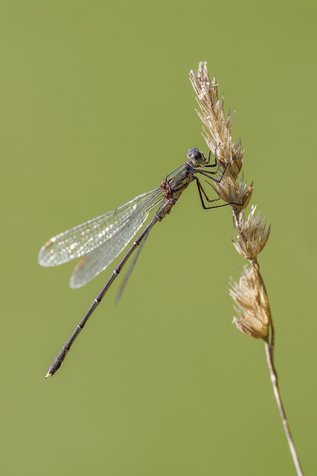 ID specie: Lestes virens vestalis e Chalcolestes parvidens